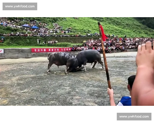 黄平大头牛王争霸赛精彩回顾 激情对决彰显牛王实力